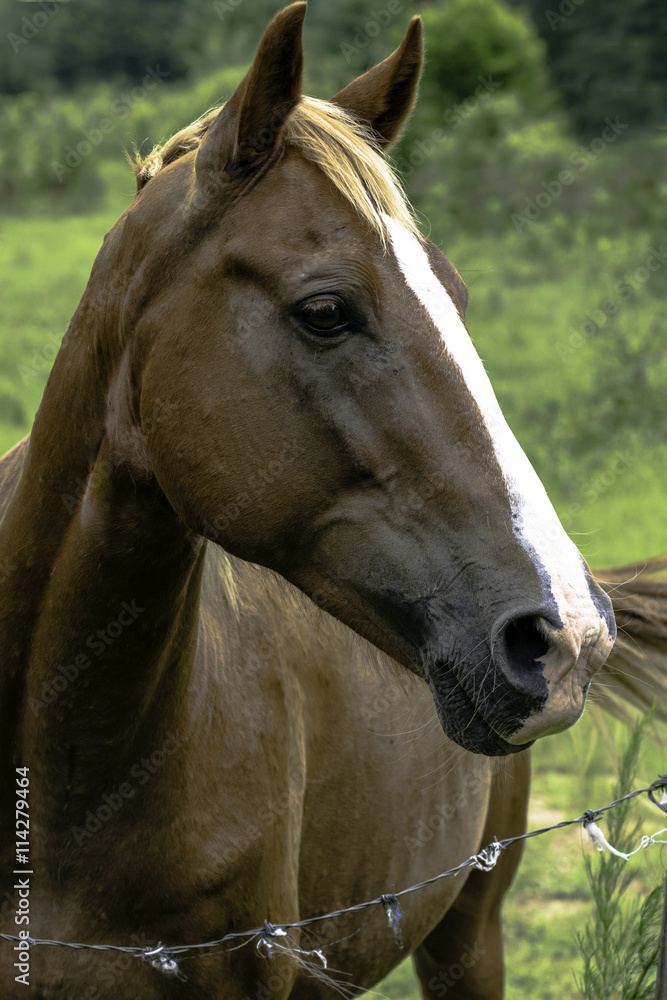 Obraz premium Horse looking to right - vertical format