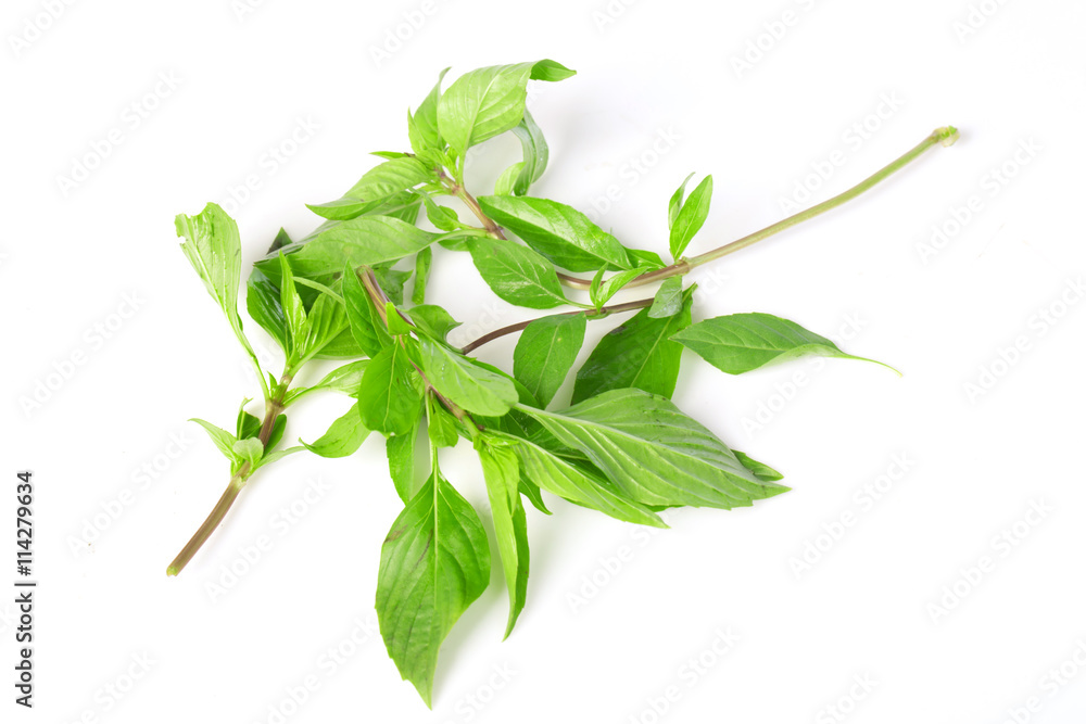 Obraz premium Sweet basil leaves on white background; selective focus