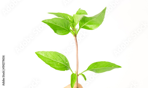 Sweet basil leaves on white background; selective focus