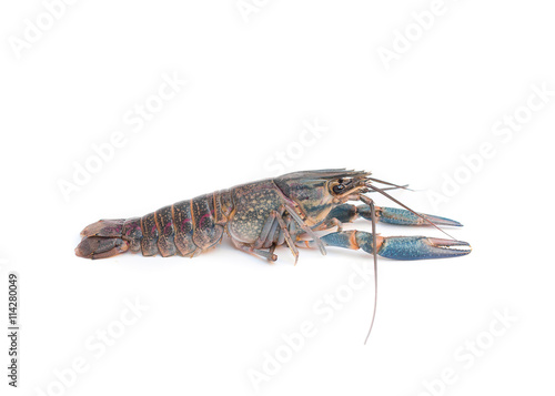 crayfish on a white background. Australian blue crayfish .