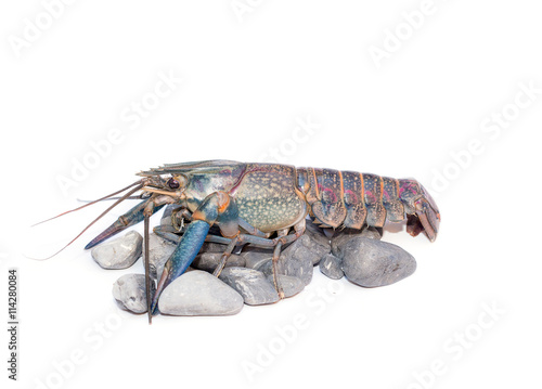 crayfish on a white background. Australian blue crayfish .