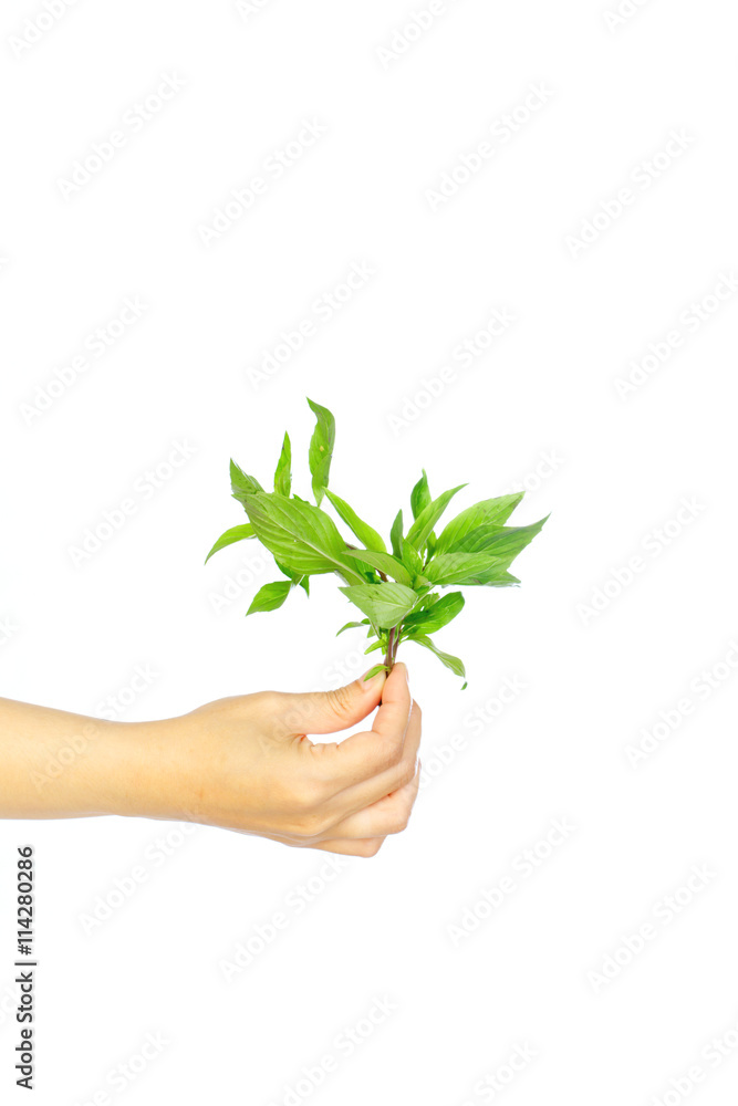 hands hold Sweet basil leaves on white background ,selective focus hands hold Sweet basil leaves on white background ,selective focus