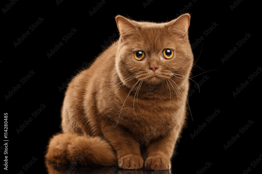 British Cat Cinnamon color Sitting and Curious Looks, Isolated Black Background, Front view