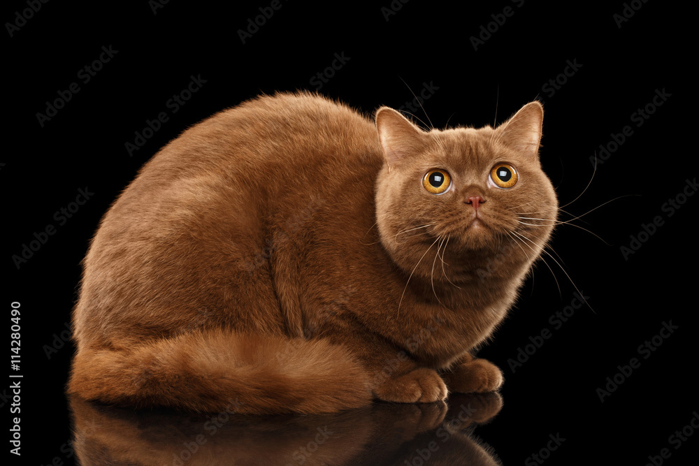 British Cat Cinnamon color Lying and Curious Looking up, Isolated Black Background, Side view