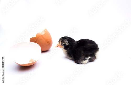 Fototapeta Naklejka Na Ścianę i Meble -  Black chicks hatched from eggs isolated on white background.;