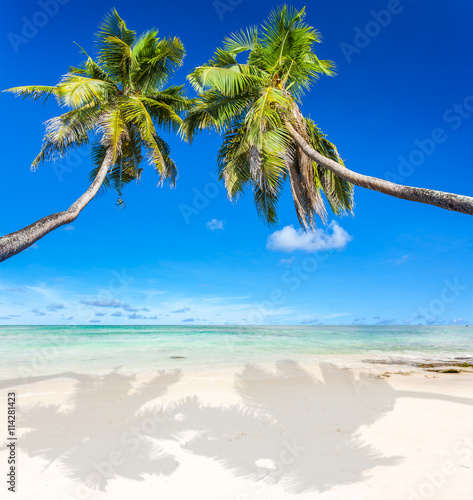 Fototapeta Naklejka Na Ścianę i Meble -  deux cocotiers penchés sur plage tropicale
