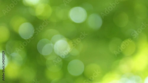 View through the trees green leaf the sunny day 