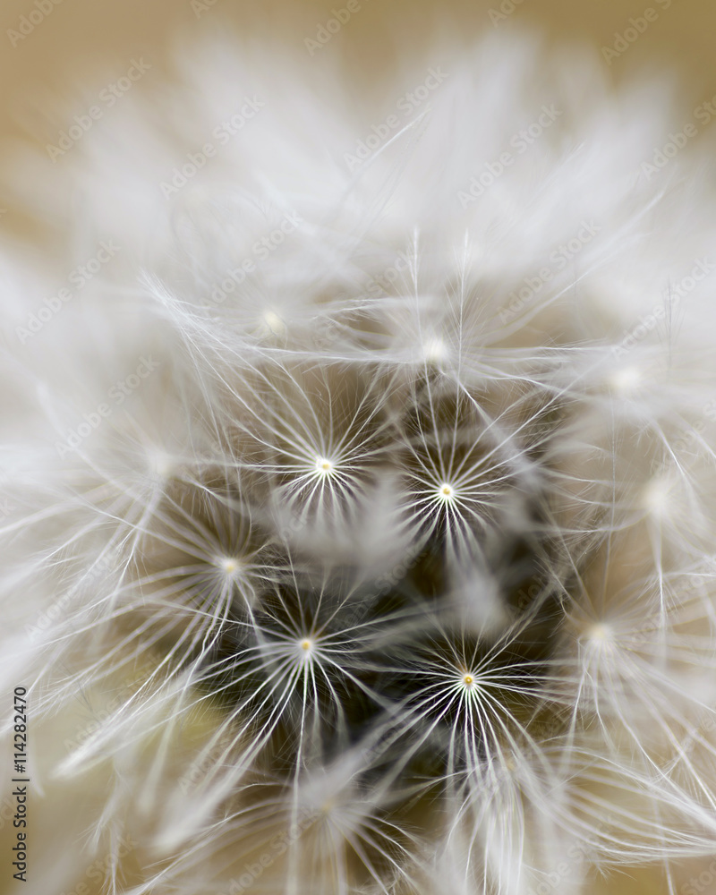 Dandelion close up Dandelion close up