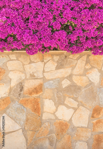 Mediterrane Mauer mit Bougainvillea photo