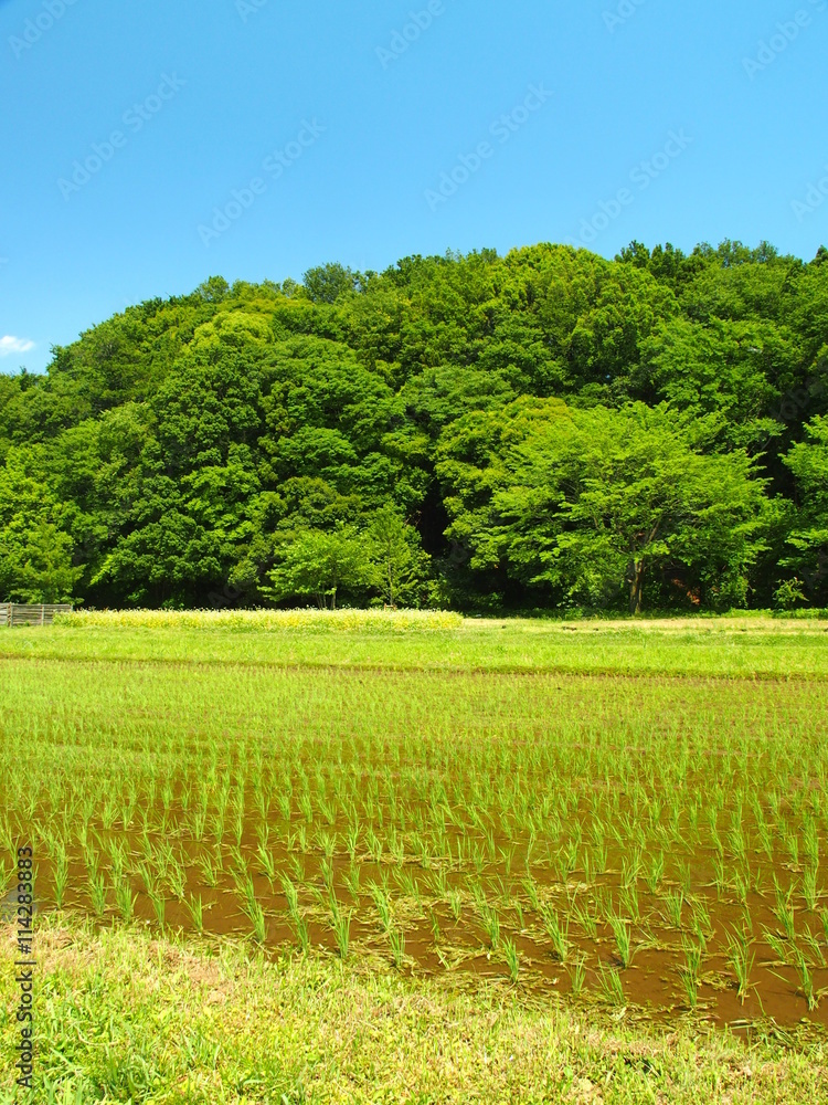Obraz premium 植田と森風景