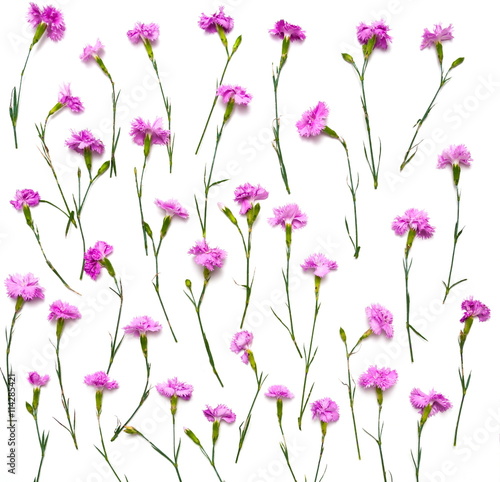 floral wallpaper pattern. carnation flowers. isolated on white background. flat layout, top view 