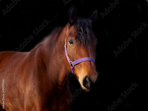 Beautiful brown horse © sidliks