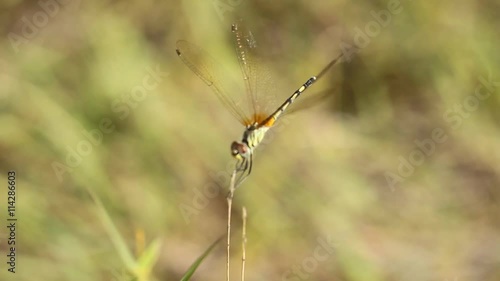 Dragonfly on the fields 