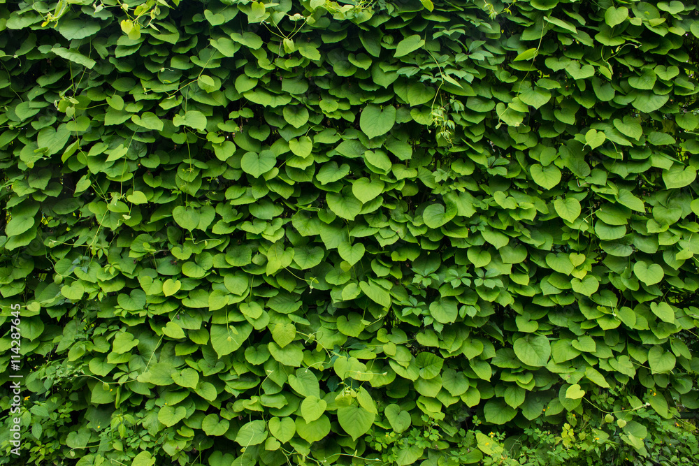 Obraz premium green wall green plant background