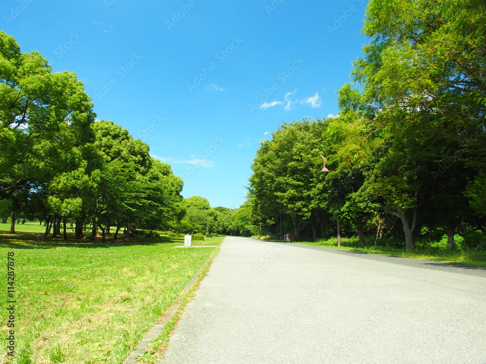 舗装路のある公園風景 舗装路のある公園風景