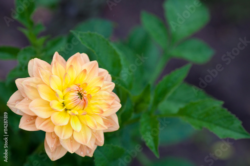 Fototapeta Naklejka Na Ścianę i Meble -  Dahlia orange and yellow flowers in garden full bloom closeup