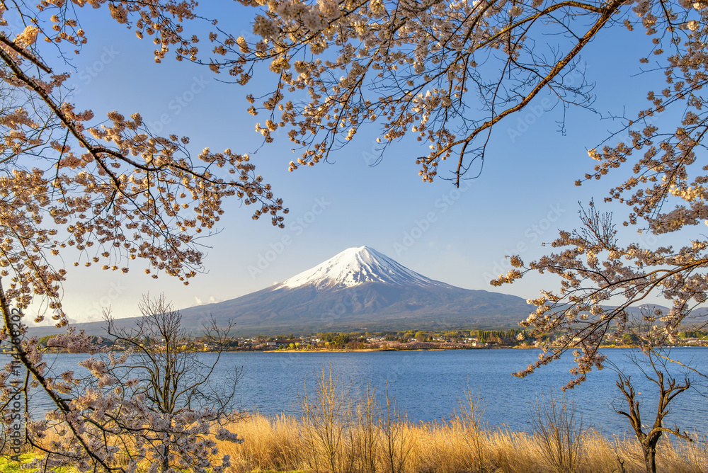 Fuji-san and Sakura Branches at Kawaguchiko Lake, Yamanashi, Japan
