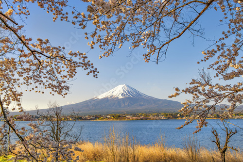 Fuji-san and Sakura Branches at Kawaguchiko Lake  Yamanashi  Japan