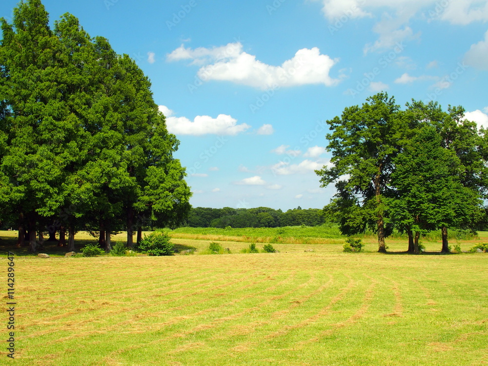 草原と立ち木のある公園風景