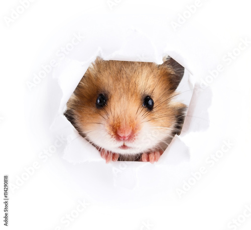 Little hamster looking up in paper side torn hole 