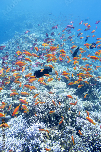 colorful coral reef with shoal of fishes anthias , underwater