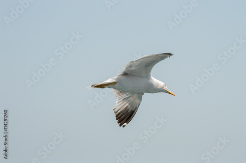 Seagull flying upon the sea