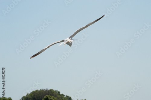 Seagull flying upon the sea