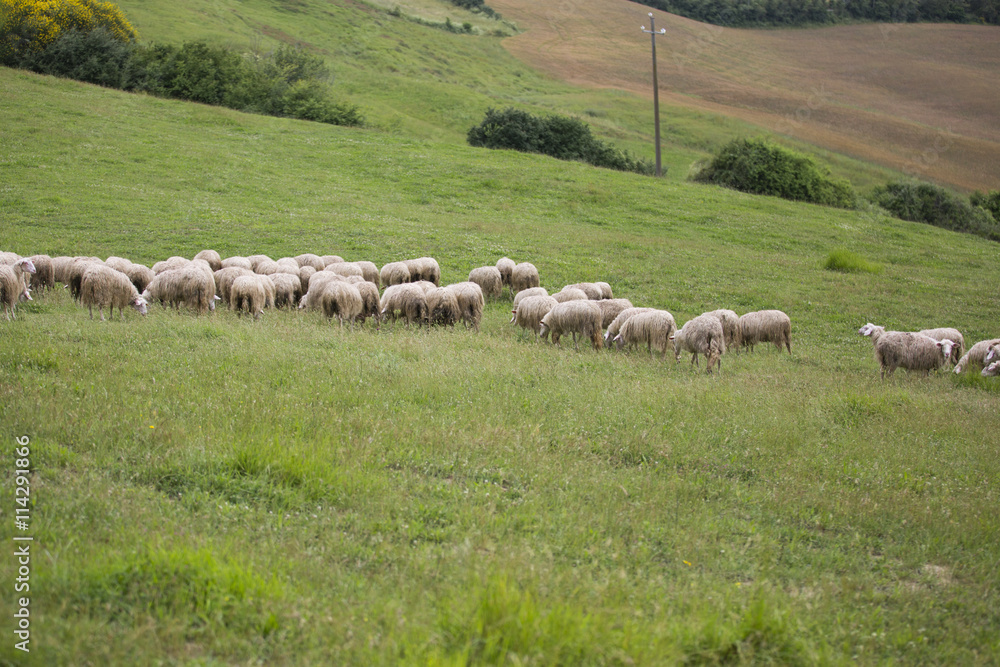 Fototapeta premium Un jour en Toscane