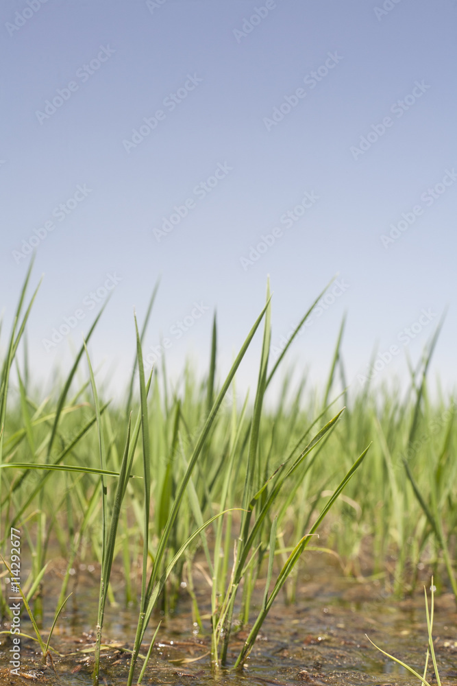 Young rice are growing in paddy fields, Vegas Altas del Guadiana