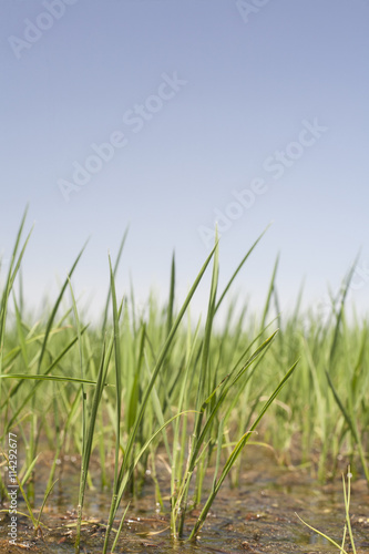 Young rice are growing in paddy fields, Vegas Altas del Guadiana