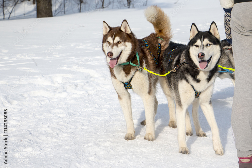 Beautiful husky dog in winter snowy day Beautiful husky dog in winter snowy day