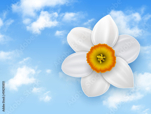 Summer flower background - narcissus white flower and blue sky with white clouds.