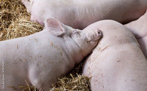 Large white swine sleeping on straw