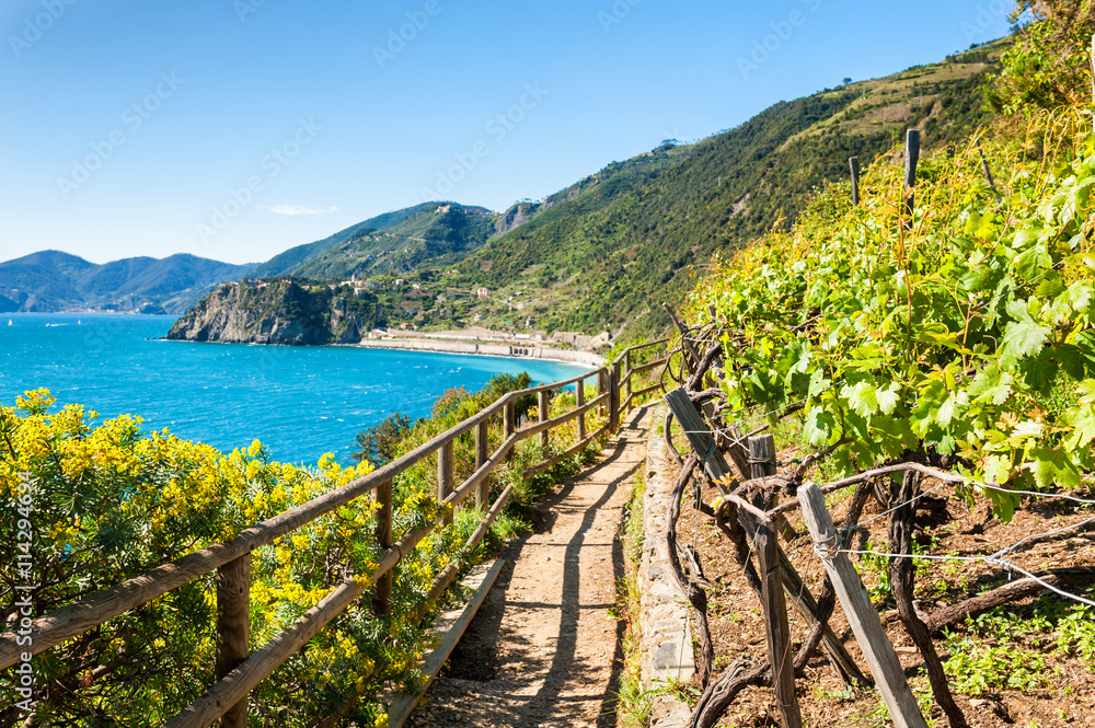 Path in vineyards, beautiful view of the sea