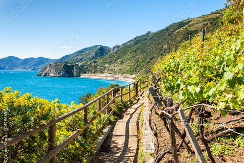 Path in vineyards, beautiful view of the sea