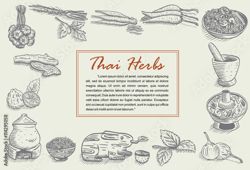 Hand drawn of Thai herbs
