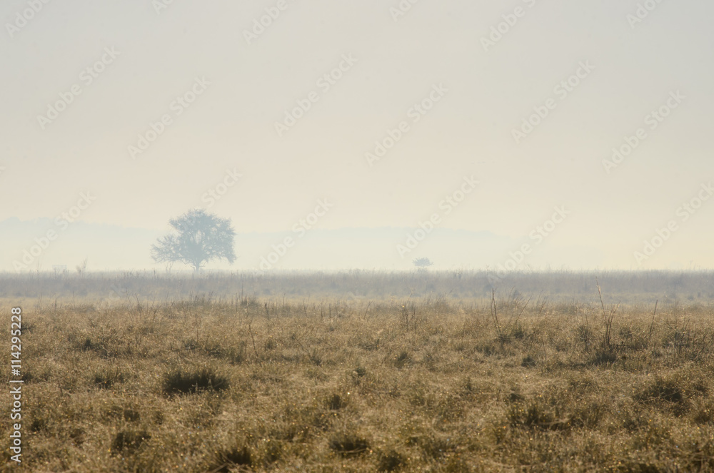 Hazy morning in the Hortobagy National Park, Hungary