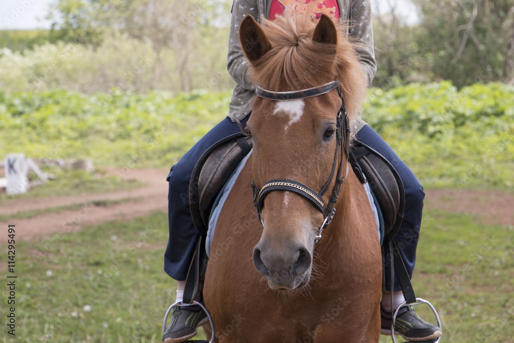 Fototapeta premium Horse on the practice field in a day