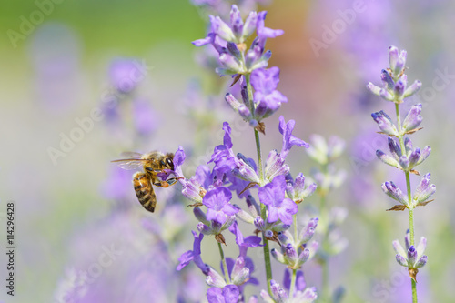 Bee on Lavender flower