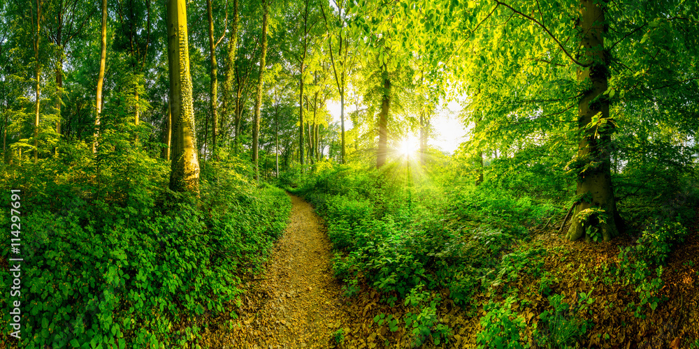 Weg durch den Wald bei Sonnenuntergang Weg durch den Wald bei Sonnenuntergang