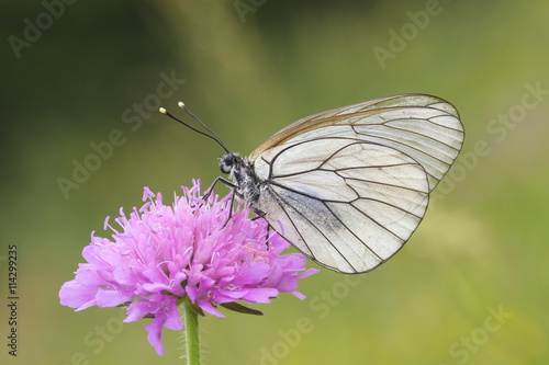  Female of Black-veined White butterfly, Aporia crataegi