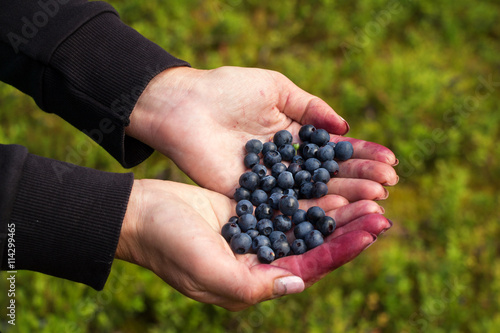 A handful of beautiful ripe sweet blueberries lies in the hands of women