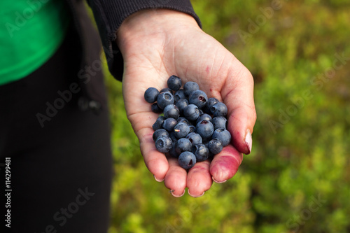 A handful of beautiful ripe sweet blueberries lies in the hands of women