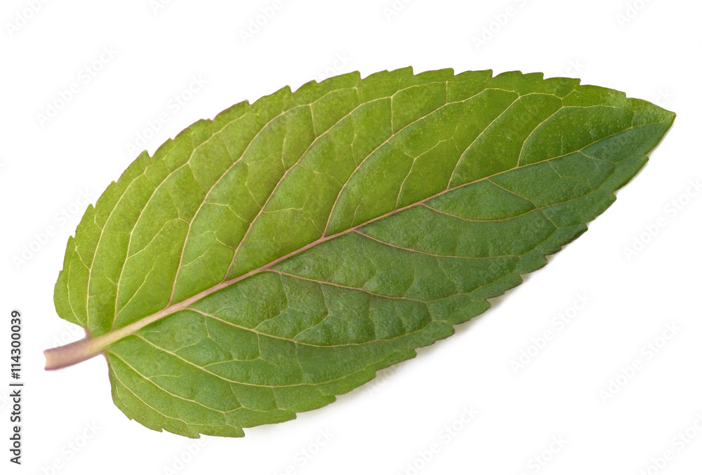 Fresh mint leaf Fresh mint leaf