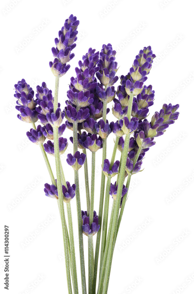 Obraz premium Lavender flowers bunch