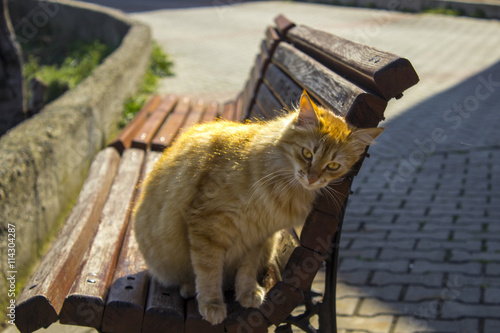 street Cat on bench photo