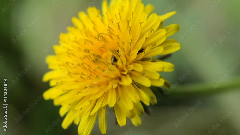 Chamomile flowers close up. Nature of summer, flower fields, wild flower meadow, botany and biology, video for the background, videofootage nature, beautiful daisies. Chamomile flowers close up. Nature of summer, flower fields, wild flower meadow, botany and biology, video for the background, videofootage nature, beautiful daisies.