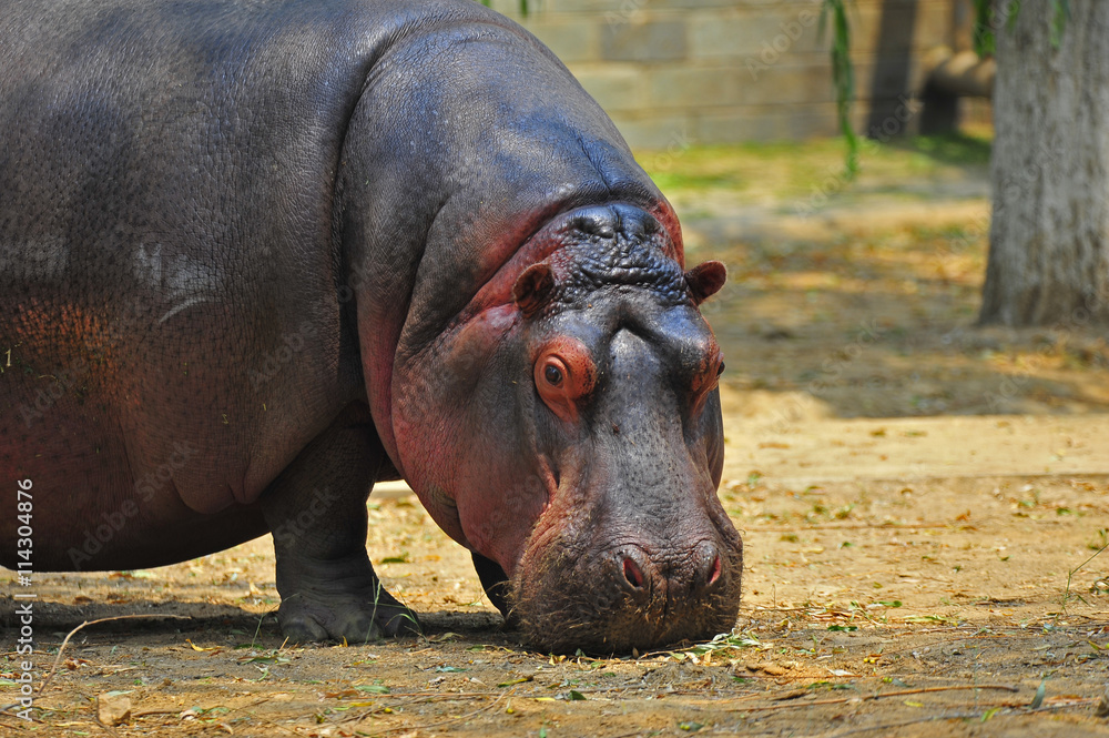 Hippopotamus Hippopotamus