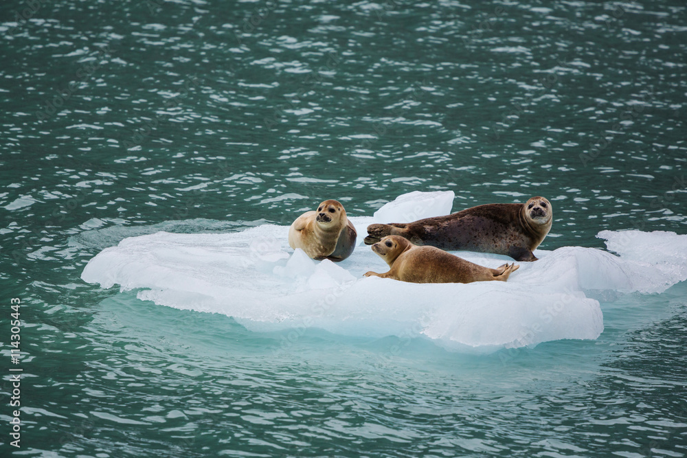 Fototapeta premium Harbor seal