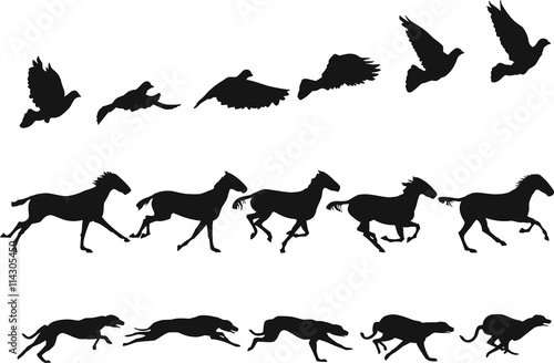 Do The Locomotion 1: motion studies of pigeon, horse and dog